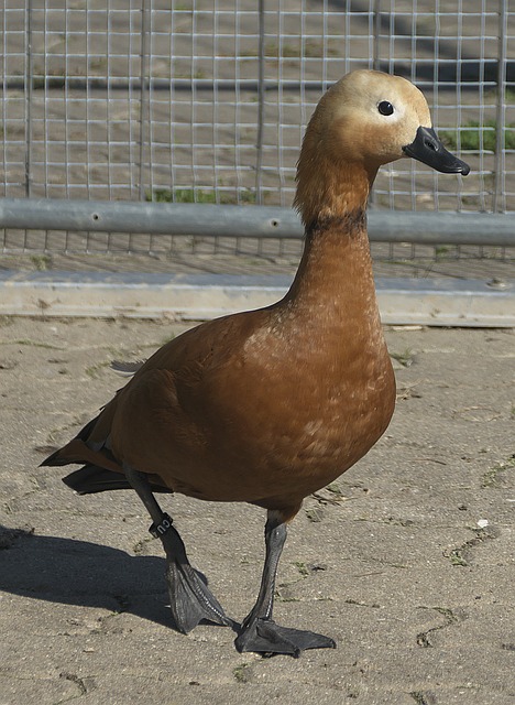 忆犹新